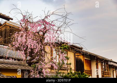 Kyoto: Fünfstöckige Pagode und Kirschblüten Stockfoto