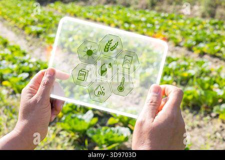 Landwirtschaftstechnologie Farmerin-Analyse-Daten. Pflanzliche Pflanzensetzlinge auf landwirtschaftlich bewirtschaftetem Feld. Moderne Agrartechnologie, digital Stockfoto