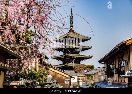 Kyoto: Fünfstöckige Pagode und Kirschblüten Stockfoto