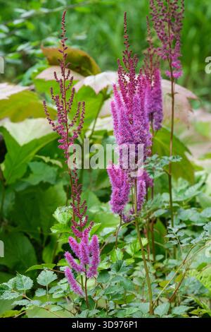 Astilbe chinensis var. Taquetii Purpurlanze, chinesische astilbe Purpurlanze, geteilte, mittelgrüne Blätter, Rändchen aus violett-roten Blüten Stockfoto