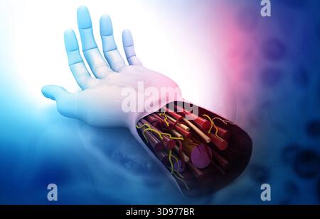 Anatomie der menschlichen Hand. 3D-Abbildung Stockfoto