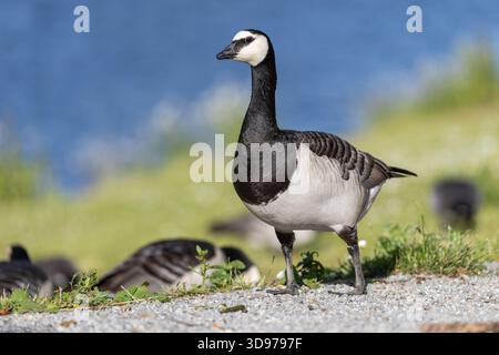 Barnacle Gänse; Branta leucopsis; Schweden Stockfoto