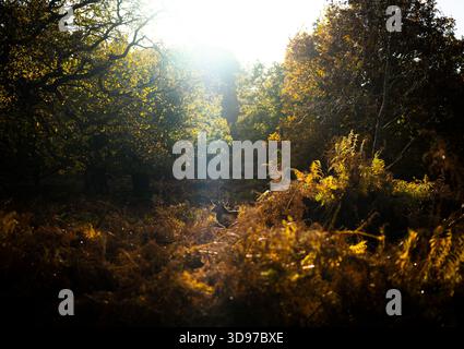 Rotwild Hirsch unter den Herbstbracken. Stockfoto