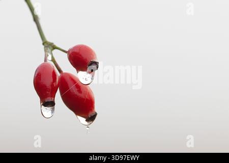 Hundelrose (Rosa canina) Hagebutten mit gefrierendem Tropfen Norfolk November 2025 Stockfoto