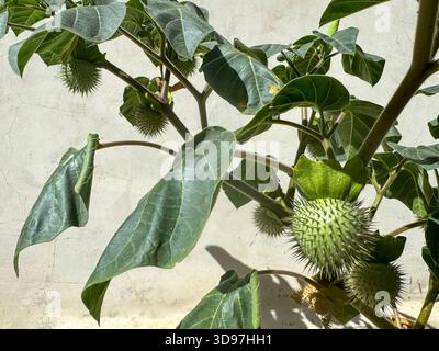 Nahaufnahme einer Datura Stramonium Pflanze (Jimson Weed) mit großen Blättern und stacheligen Samenkapseln Stockfoto
