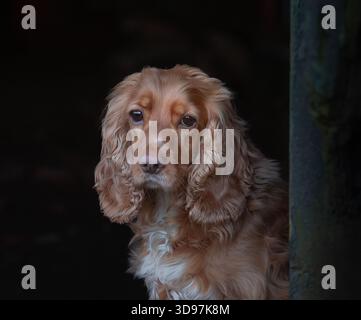 Cocker Spaniel sitzt in der Tür einer alten Scheune. Traditionelles Arbeitshund-Porträt. Stockfoto