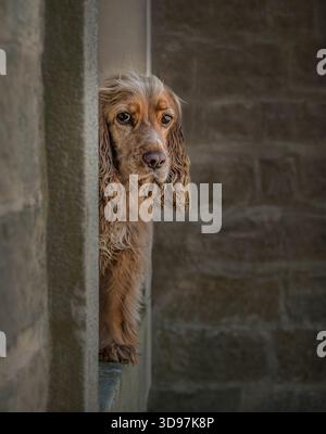 Cocker Spaniel guckt an einem windigen Tag um eine Steinecke. Kurioses Hundeporträt. Stockfoto