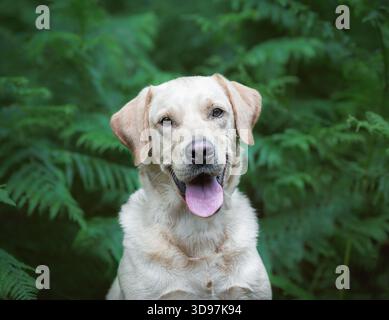 Gelber Labrador lächelt vor grünem Laub während einer Porträtsitzung im Freien. Stockfoto