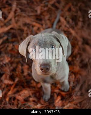 Labrador-Welpe sitzt auf Herbstlaub und blickt mit einem weichen Ausdruck nach oben Stockfoto