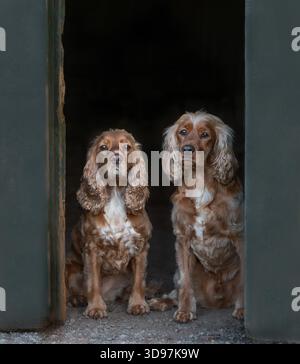 Zwei Cocker Spaniels sitzen zusammen in einer alten Steintür und schauen wachsam. Outdoor Lifestyle Hund Porträt. Stockfoto