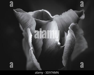 Schwarz-weiße Nahaufnahme von Tulpenblüten in dramatischem Licht Stockfoto
