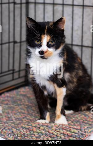 calico-Katze sitzt in einem Metallkäfig, gewebte Matte unter den Pfoten, warmes Bernsteinaugen treffen auf Kamera, fleckiges schwarz-orange-weißes Fell, verstaubte Barthaare Stockfoto