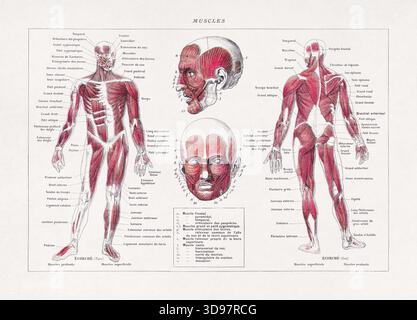 Medizinische Illustration über Myologie (das Studium der Muskeln) aus einem alten französischen Wörterbuch. Stockfoto