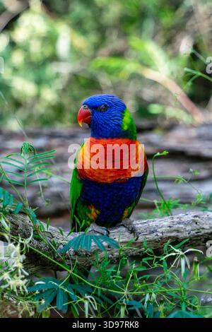 Ein markanter Rainbow Lorikeet, ein Papagei mit blauem, orangenem und grünem Gefieder, sitzt auf einem Zweig in seinem natürlichen Lebensraum. Stockfoto