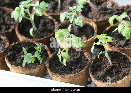 Junge Setzlinge, bevor sie in den Boden gepflanzt werden. Setzlinge von Tomaten in Töpfen Stockfoto