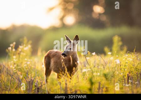Junge Rehe, die auf einer Wiese weiden, Zarzecze, Ostpolen Stockfoto