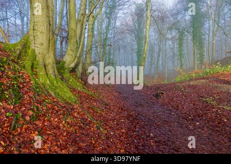 Ein Fußweg durch einen Wald mit Herbstlaub bedeckt den Boden an einem nebeligen Morgen Stockfoto