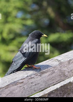 alpenkraut, Pyrrhocorax graculus, mit glänzendem schwarzem Gefieder, gelbem Schnabel und roten Beinen, fotografiert in den Alpen. Nahaufnahme. Stockfoto