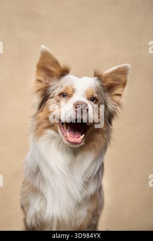 Ein Nahporträt eines glücklichen Border Collie, der mit sanfter Beleuchtung lächelt. Stockfoto