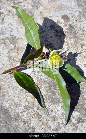 Wäsche waschen und trocknen, um sie zu trocknen, Sri Lanka Stockfoto