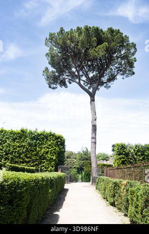 Die italienische Zirbe, genannt Pinus pinea, auch bekannt als mediterrane Zirbe oder Regenschirmkiefer aus der Familie der Pinaceae Stockfoto