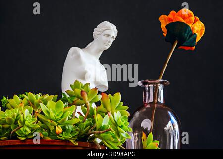 Spinnenpflanze in einem hängenden Topf mit ihren langen, bogenförmigen Blättern in Grün und weiß, die zahlreiche hängende Offsets erzeugen. Stockfoto