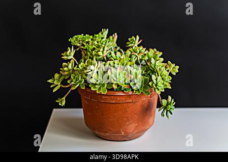 Schlangenpflanze in einem modernen, zylindrischen Topf, mit ihren vertikalen Blättern in Grün und Gelb, die die Raumluft reinigen. Stockfoto