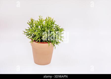 Monstera deliciosa in einem Terrakotta-Topf mit seinen charakteristischen Blattlöchern, die für optimales Wachstum in der Nähe eines hellen Fensters platziert werden Stockfoto