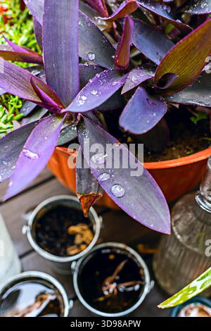 Tradescantia pallida mit Tautropfen auf ihren purpurnen Blättern Stockfoto
