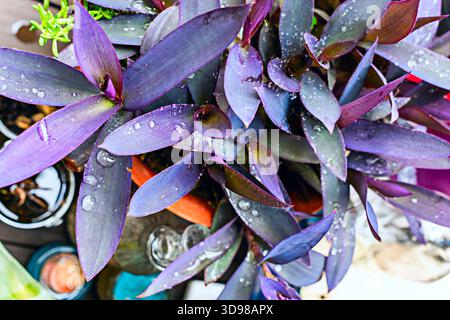 Tradescantia pallida mit Tautropfen über die Stunden Stockfoto