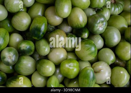 Frisch gepflückte grüne Tomaten, in einer geraden Reihe verstreut Stockfoto