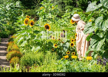 Ältere Frau, die im Sommergarten mit Sonnenblumen läuft, verschiedene Pflanzenvarianten. Hobbyarbeit im Garten. Pfadlandschaft Stockfoto
