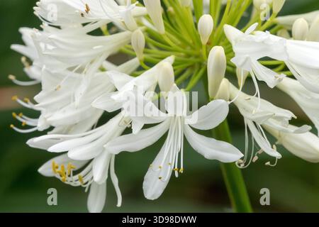Weiße Agapanthus „Getty White“ Agapanthus-Nahblume Stockfoto