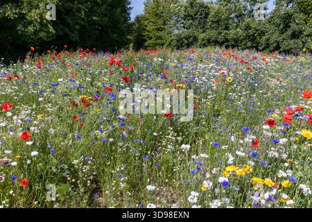 Feld mit roten, gelben, blauen und weißen Blüten in freier Wildbahn Stockfoto