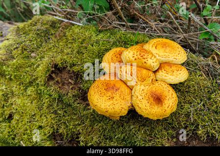 Golden Scalycap, Pholiota aurivella, Pilz, der auf gefallenem Baumstamm wächst, England, Vereinigtes Königreich Stockfoto
