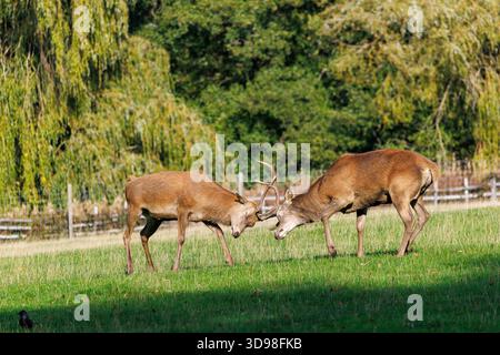 Junge Rotwild kämpfen, möglicherweise im Spiel, England, Großbritannien Stockfoto