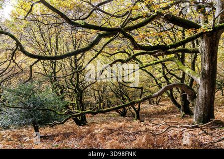 Woodland, St. Mary's Vale, Zuckerhut, Abergavenny, Wales, UK Stockfoto