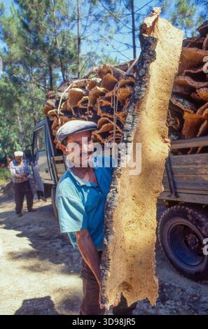 Portugal, Korkrinde wird aus der Korkeiche (Quercus suber) entzogen und zur Verarbeitung per LKW zum Werk transportiert. Stockfoto