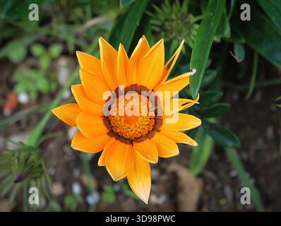 Goldene Gazanias in Blüte. Eine Gazanenblume in leuchtenden Gelb- und Orangentönen, in Nahaufnahme mit scharfen Details in der Mitte. Stockfoto
