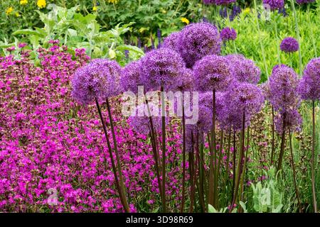 Blühende, violette Riesenzwiebel (Allium giganteum) und leuchtend rosafarbene, klebrige Katzenfliege (Viscaria vulgaris) Blumen in einem üppigen Sommergarten im Freien. Stockfoto