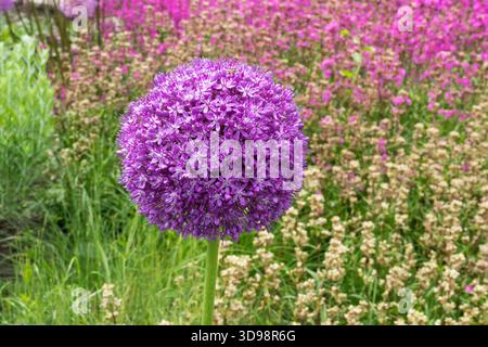 Globemaster Blume Allium Stockfoto