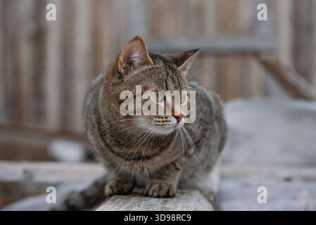 Europäische Kurzhaar-Tabby-Katze mit auffälligen grünen Augen, die auf einem Holzbalken sitzt und die Umgebung mit einem fokussierten und neugierigen Blick beobachtet und die Ruhe in der Natur verkörpert Stockfoto