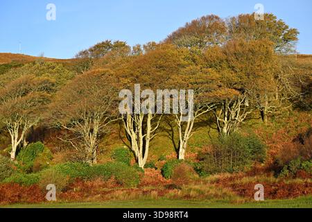 Herbstfarbe der Buchen, fagus sylvatica, im Abendlicht Skipness Scotland UK Oktober Stockfoto