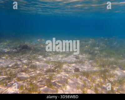Unterwasserblick mit Posidonia oceanica Seegras im klaren Wasser der Costa Blanca, Spanien, mit kleinen Fischen und Reflexionen auf der Wasseroberfläche Stockfoto