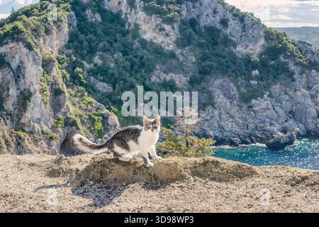 Eine niedliche Katze posiert an einem atemberaubenden Aussichtspunkt mit einem wunderbaren Blick auf die felsigen Klippen und die Küste von Paleokastritsa Bay, Korfu, Griechenland Stockfoto