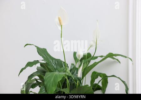 Schöne Spathiphyllum (Friedenslilie) Zimmerpflanze mit Blumen in der Nähe der weißen Wand, Nahaufnahme Stockfoto
