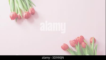 Zeigt zwei Gruppen von rot-rosa Tulpen, die auf einer hellrosa Oberfläche liegen, mit grünen Stielen und Schatten Stockfoto