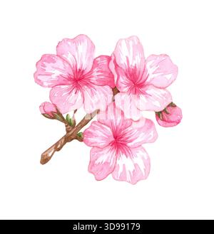 Rosafarbene Kirschblüte. Aquarellabbildung isoliert auf weißem Hintergrund Stockfoto