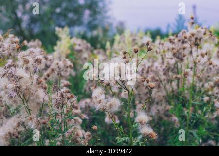 Sät Distelblüten auf einem Feld. Selektiver Fokus. Natur. Stockfoto