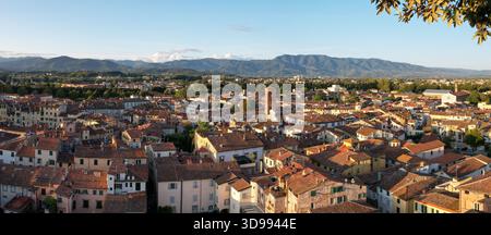 Blick aus der Vogelperspektive auf die Terrakotta-Dächer, die durch die antike Stadt kaskadieren, mit dem berühmten Torre Guinigi durch die Skyline, Lucca, Toskana, Italien. Stockfoto